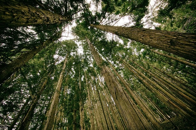 Wir legen großen Wert auf Umweltschonende Reinigung Bäume, Symbol einer intakten Umwelt